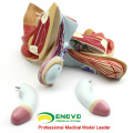 SELL 12447 Insert Bisected Male Genitalia Urnary Bladder Prostate Models